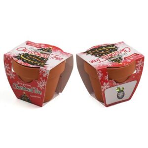 Grow you own Christmas Tree - Mini Terracotta Pot
